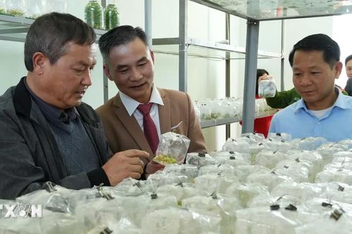 Đổi mới sáng tạo thúc đẩy phát triển kinh tế-xã hội Lai Châu