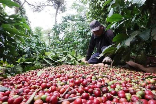 Giá cà phê trong nước đi ngược thế giới