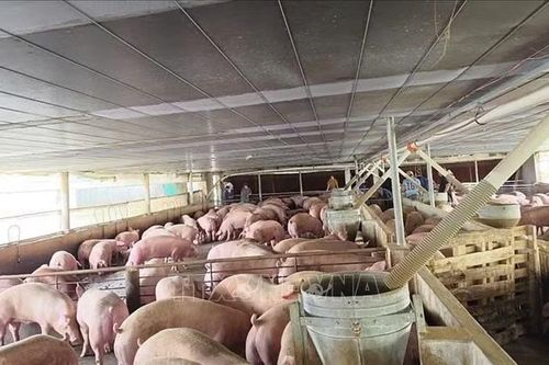 Đồng Nai chuyển hồ sơ trại nuôi lợn nhiễm chất cấm sang công an
