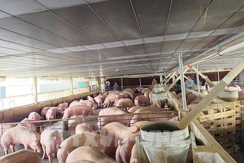 Đồng Nai chuyển hồ sơ trại nuôi lợn nhiễm chất cấm sang công an