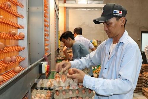 Vĩnh Long chuyển tư duy chăn nuôi từ sản xuất sang làm kinh tế