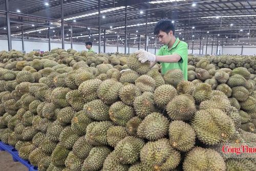 Đắk Lắk đặt mục tiêu xuất khẩu đạt hơn 1 tỷ USD trong 4 tháng cuối năm