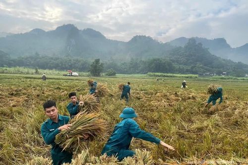 Xã Điền Lư huy động lực lượng hỗ trợ nhân dân thu hoạch lúa sau mưa lũ