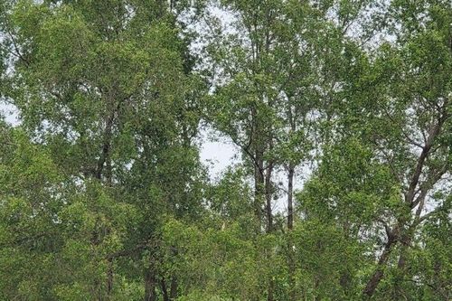 Ký ức mùa bần