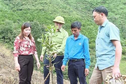 Gỡ điểm nghẽn quy hoạch, mở rộng vùng mắc ca, cà phê