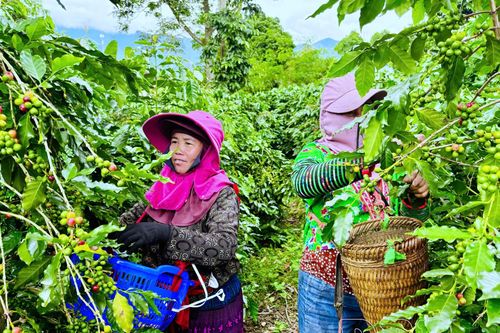 Cà phê Mường Ảng vào vụ thu hoạch