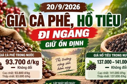 Giá cà phê, hồ tiêu hôm nay 20/9: Hai mặt hàng cùng đi ngang