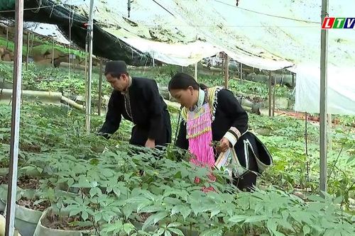 Sâm Lai Châu - Tinh hoa đại ngàn Tây Bắc