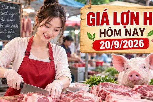 Giá lợn hơi hôm nay 20/9/2026: Cả nước đi ngang, miền Bắc giữ giá cao