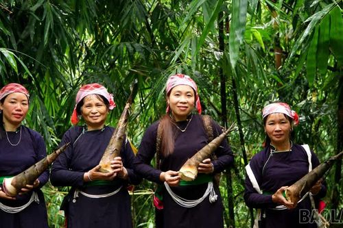 Rộn ràng mùa thu hoạch măng bói