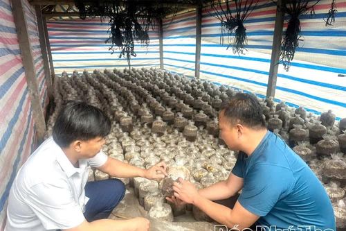 Giảm nghèo từ sinh kế, tạo nền tảng bền vững