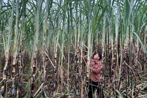 Vùng mía nguyên liệu Phục Hòa phát triển ổn định