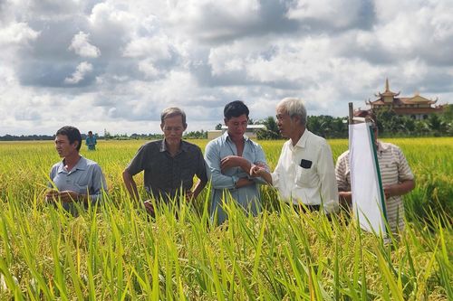 Lai tạo thành công giống lúa mới chịu được phèn mặn