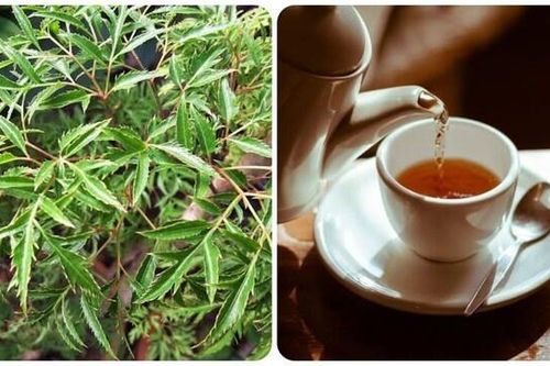 Lá đinh lăng nấu nước uống có tác dụng gì?