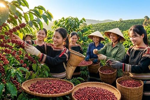Giá cà phê hôm nay 21.9.2026 đi ngang, cao nhất 93.800 đồng/kg