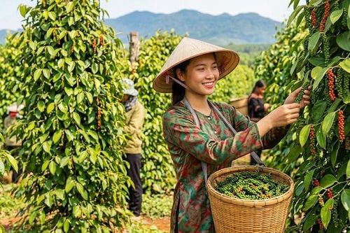 Giá hồ tiêu hôm nay 21.9: Thị trường đi ngang, nhiều nơi giữ giá cao