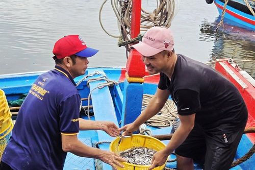 Cá cơm đầy khoang, ngư dân Quảng Ngãi phấn khởi
