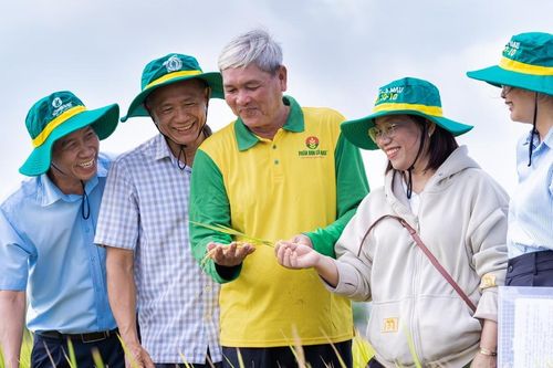 Hiệu quả kép từ mô hình canh tác lúa chất lượng cao, phát thải thấp tại Đồng Tháp