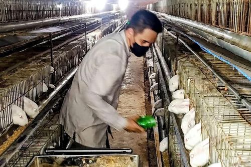 Thúc đẩy nghề chăn nuôi thỏ phát triển bài bản, đồng bộ