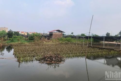 Sau ngập, người trồng hoa Tây Tựu lo vụ Tết