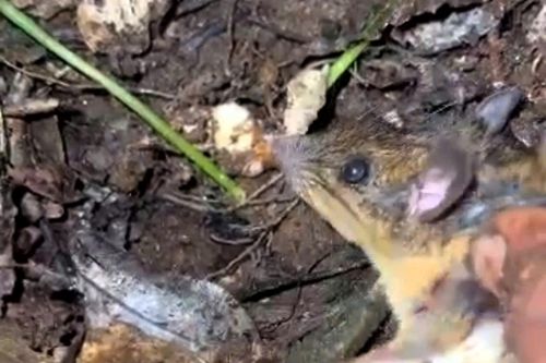 Trắng đêm canh chuột 'quý tộc'!