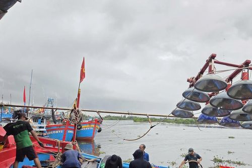 Ngư dân Quảng Ngãi vui mừng mùa cá cơm bội thu
