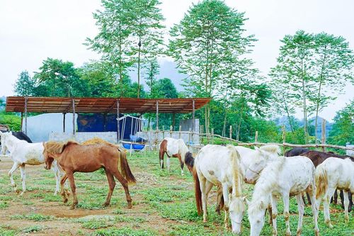 Bản Lầu (Lào Cai) phát triển chăn nuôi ngựa theo hướng hàng hóa