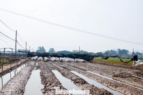 Thủ phủ hoa Hà Nội mất trắng