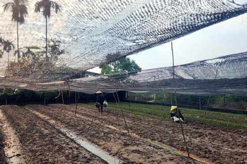 Làng hoa Tây Tựu thiệt hại nặng do ngập úng