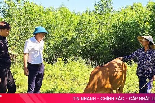 Mô hình bò sinh kế – đòn bẩy giúp Kỳ Lạc giảm nghèo bền vững