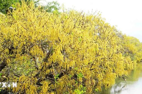 Huế: Rừng ngập mặn nguyên sinh Rú Chá vào Thu