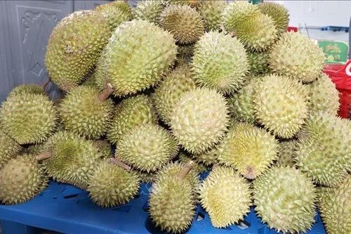 Đồng Tháp khai thác tiềm năng cây ăn trái bền vững