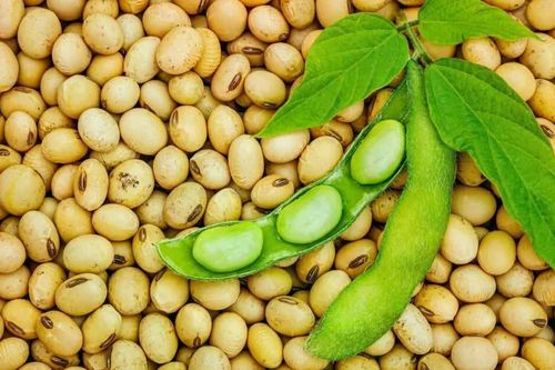 Chỉnh sửa gene giúp cây trồng hút thêm carbon từ khí quyển