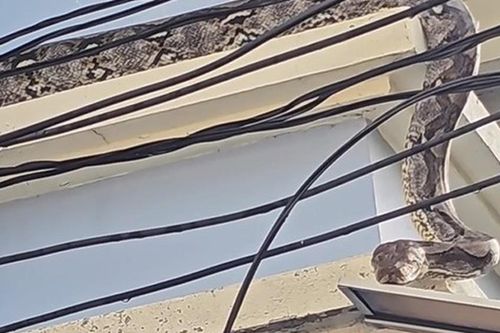 Bắt trăn khổng lồ dài 4,5 mét bò lên mái nhà dân