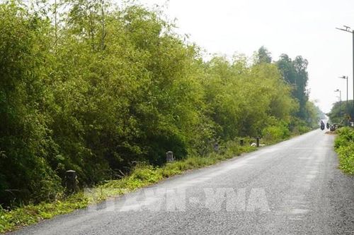 Ngắm 'Lũy tre biên giới' xanh mướt dài hơn 30km ở Đồng Tháp