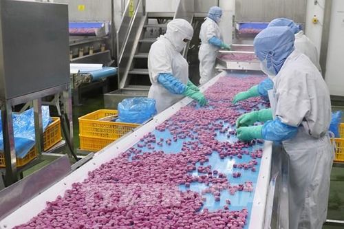Khi mã số vùng trồng trở thành 'hộ chiếu' cho trái cây Đồng Tháp