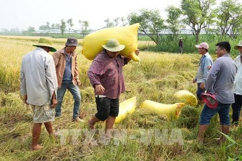 Giá lúa giảm mạnh, nông dân Đồng Tháp thấp thỏm cuối vụ