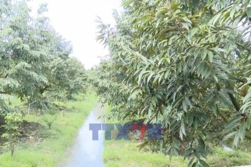Chủ động ứng phó triều cường, sạt lở, bảo vệ vùng chuyên canh sầu riêng