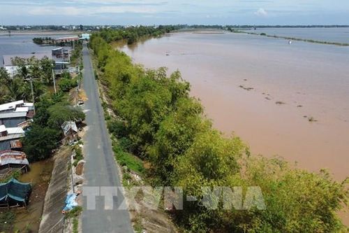 Khi hàng tre trở thành 'vành đai xanh' nơi biên giới