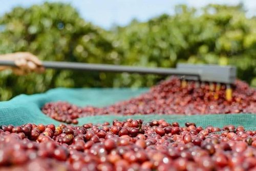 Xuất khẩu nông sản gặp thách thức dịp cuối năm