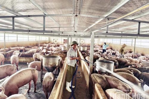 Người cao tuổi xã Lưu Vệ phát huy vai trò “Tuổi cao - gương sáng”