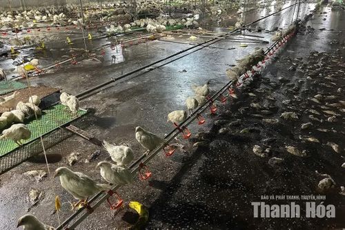 60 nghìn con gia cầm chết ngạt, nguy cơ ô nhiễm môi trường