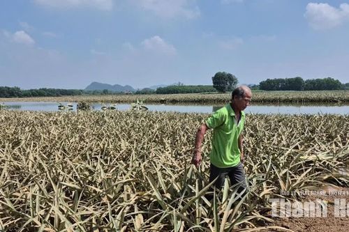 Hàng trăm héc ta dứa ngập trong nước, hy vọng cứu vãn mong manh