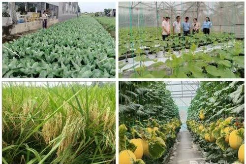 Xã Long Bình phát huy hiệu quả các mô hình nông nghiệp