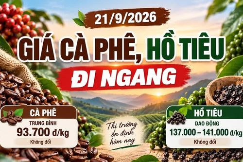 Giá cà phê hôm nay 21/9 giữ mức 93.700 đồng/kg