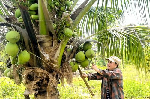 Xã Tây Ninh Hòa: Tập trung hoàn thành chỉ tiêu nông thôn mới