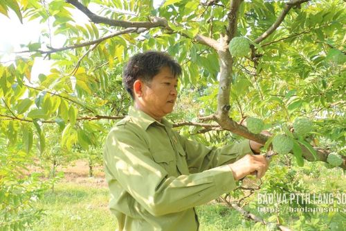 Hội Cựu chiến binh xã Chi Lăng: Đồng hành cùng hội viên phát triển kinh tế