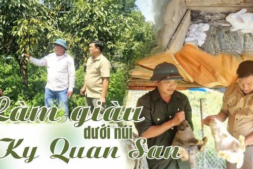 Làm giàu dưới núi Ky Quan San