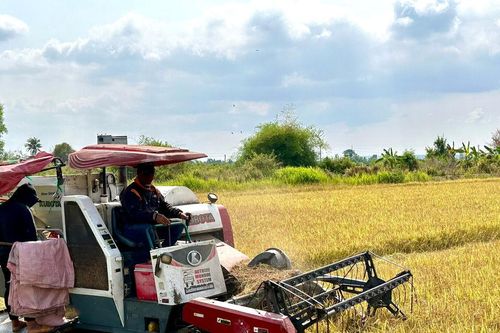 Sông Lũy tập trung chuyển đổi cây trồng, vật nuôi phù hợp
