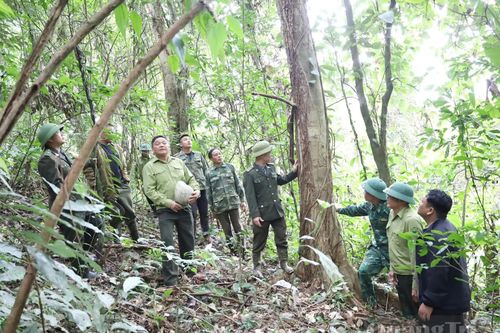 Phát huy giá trị kinh tế rừng